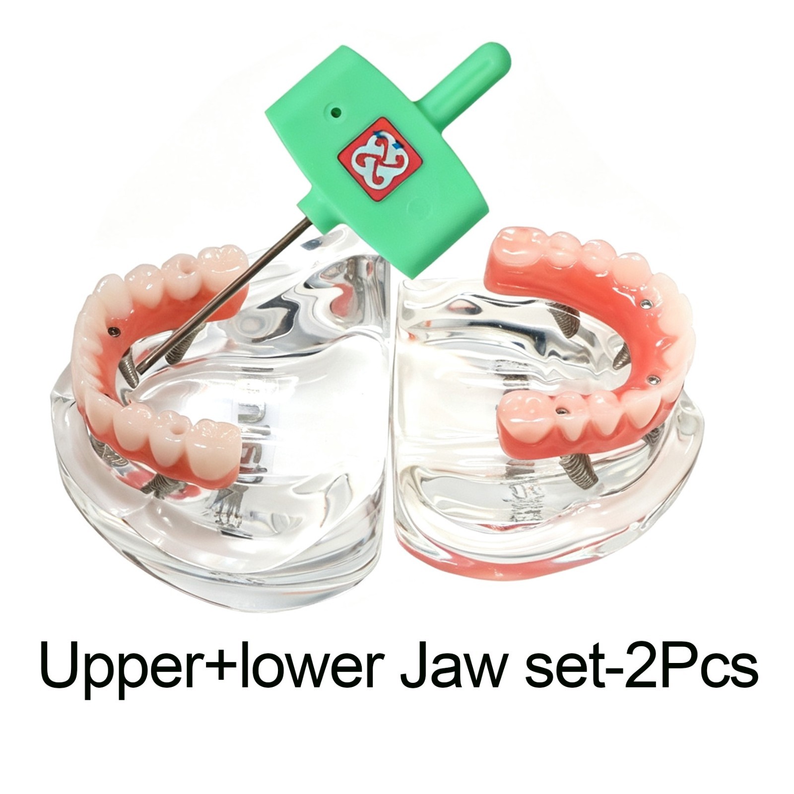Clear Base Detachable All-on-4 /All-on-6 Overdenture Dental Implant Study Model