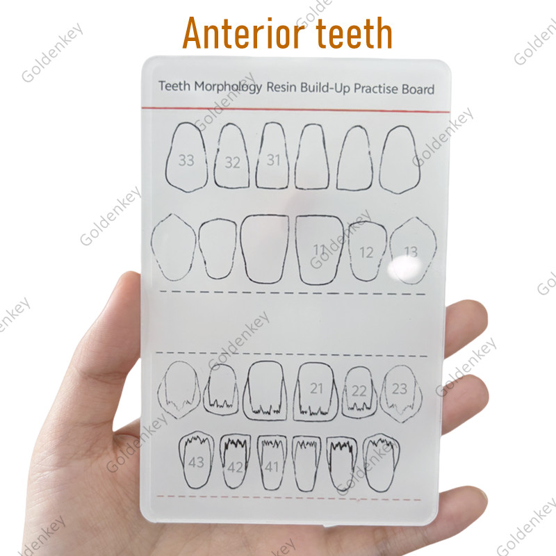 6Pc Dental Composite Resin Filling Model Dentist Build Up Teeth Morphology Board