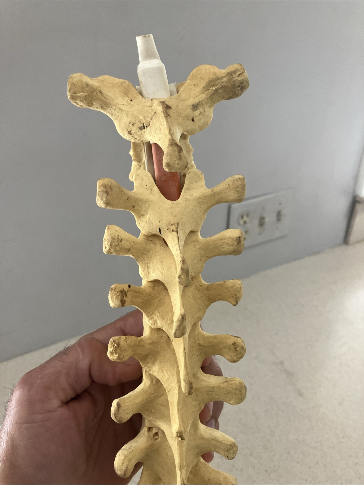Spinal cord model with pelvic bone – Approx. 24”