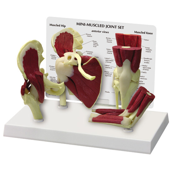 Mini Muscled Joint Set GPI Anat Models LFA #1900. Make Us an Offer! SEE VIDEO