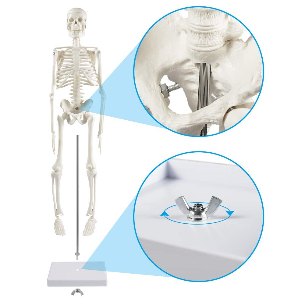 breesky 17” Human Skeleton Model, 17 Inch Anatomy – 1 Pack