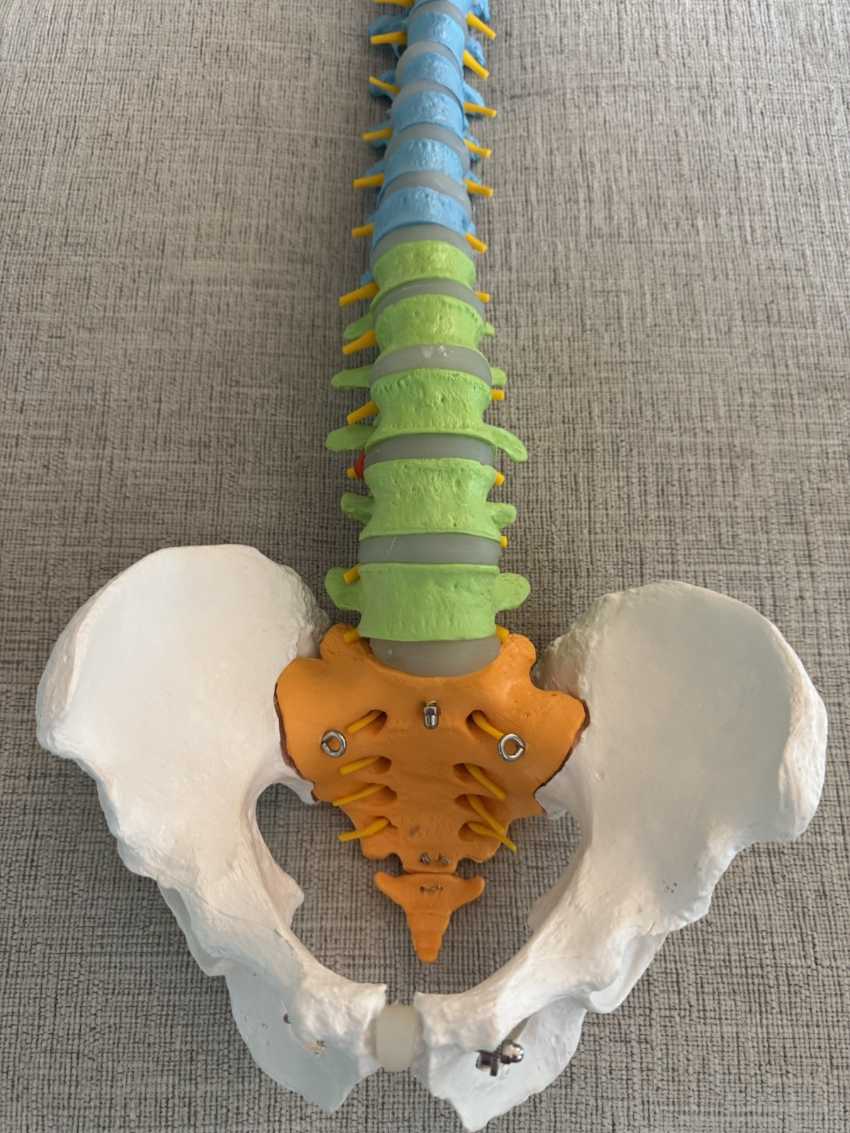 Life Size Human Spine Pelvis Skull Anatomical Model Medical Teaching 35 Inch