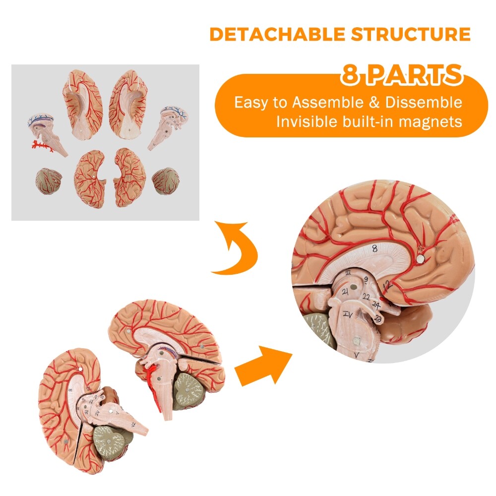 Anatomically Accurate 8-Part Human Brain Model Anatomy Science Teaching Medical