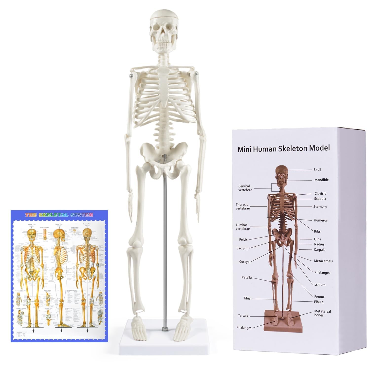 breesky Human Skeleton Model for Anatomy: 17” Human Skeleton Model with Movab…
