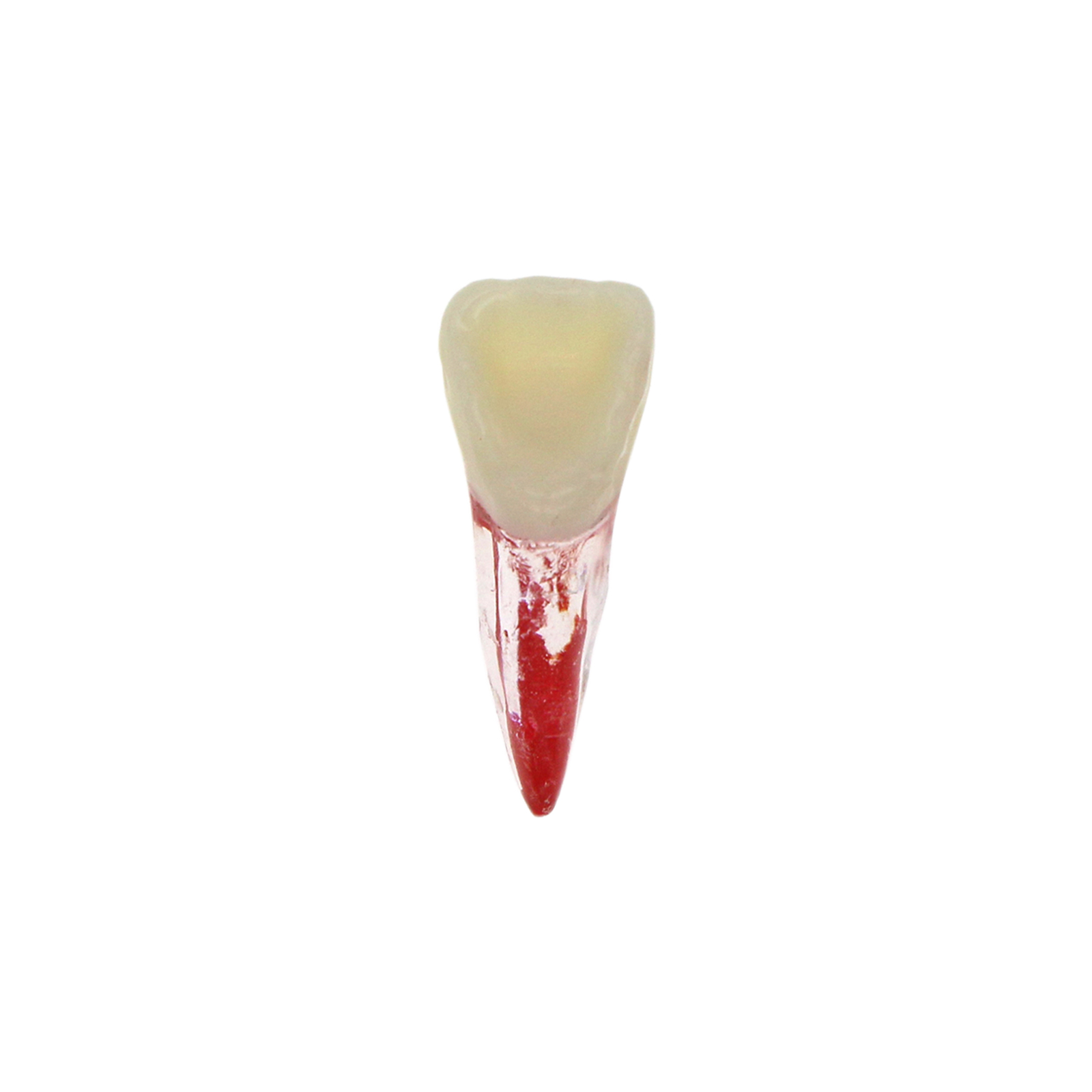 10Pcs Dental Root Canal Practice Model RCT Practice Endo Teeth Model Pulp Study