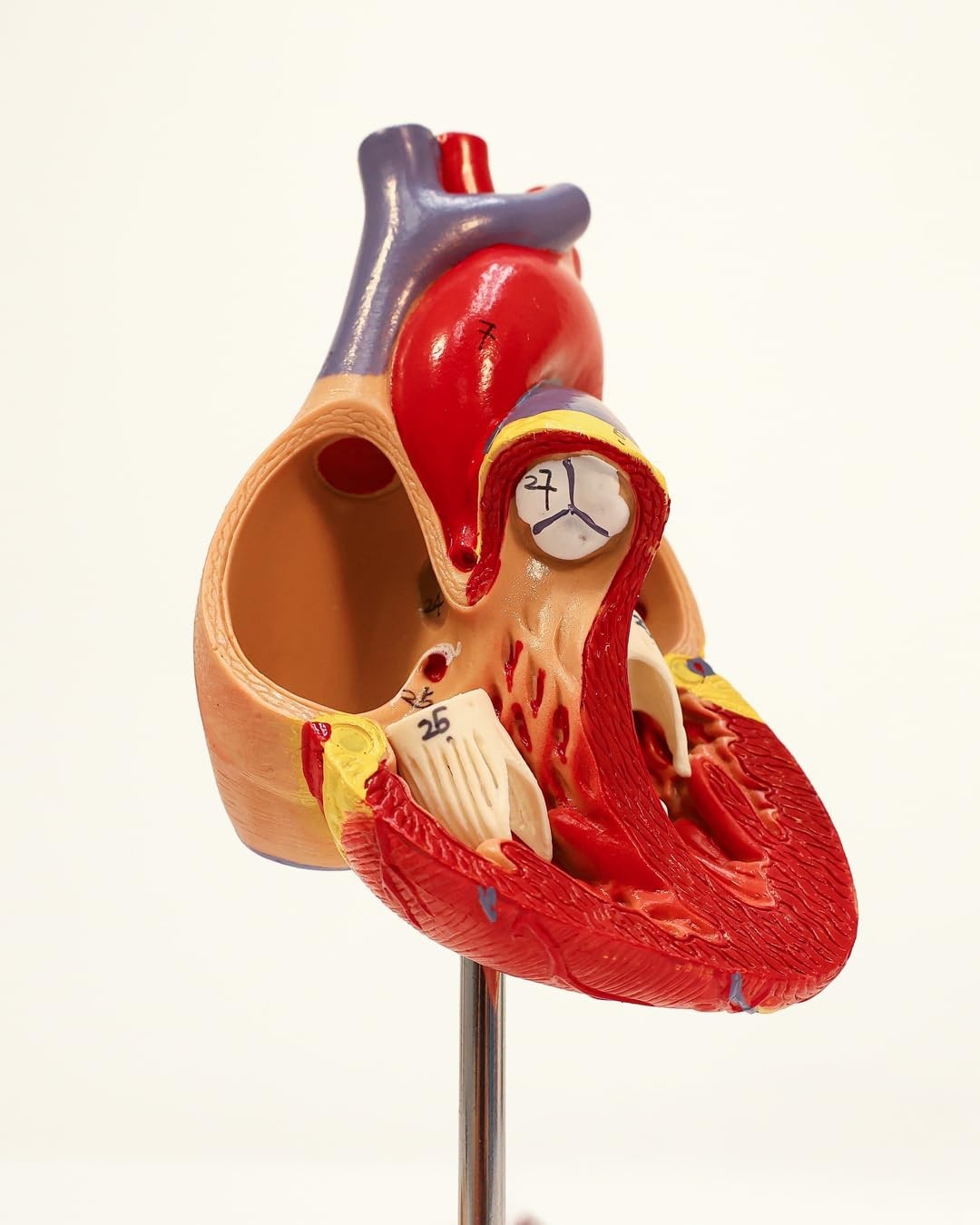Professional Medical Heart Model with Study Guide