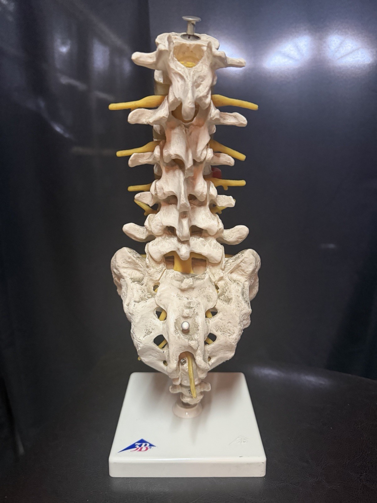 Vintage Scientfic Anatomical Articulating Spine Made In Germany Unusual