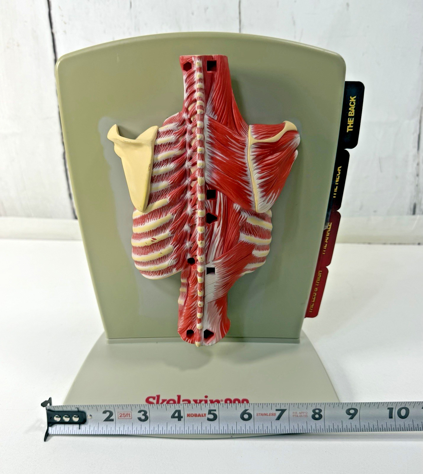 VINTAGE 2006 MEDICAL ANATOMICAL HUMAN SPINE BACK MODEL PHYSICIAN OFFICE DISPLAY