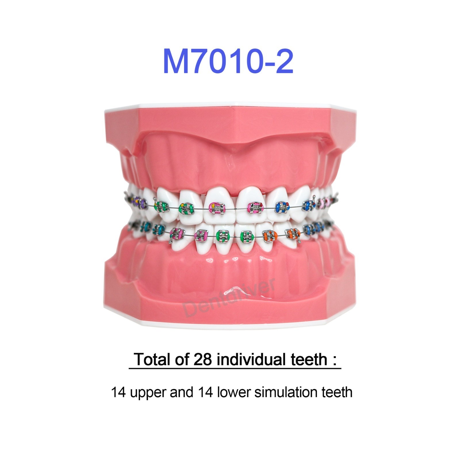 US Orthodontic Typodont 1:1 Teeth Model M7010-2 Fixed Brackets Braces Teaching