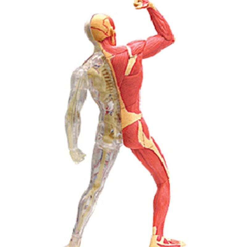 Human Muscle Anatomy Model Body Medical Science Model for Education Teaching