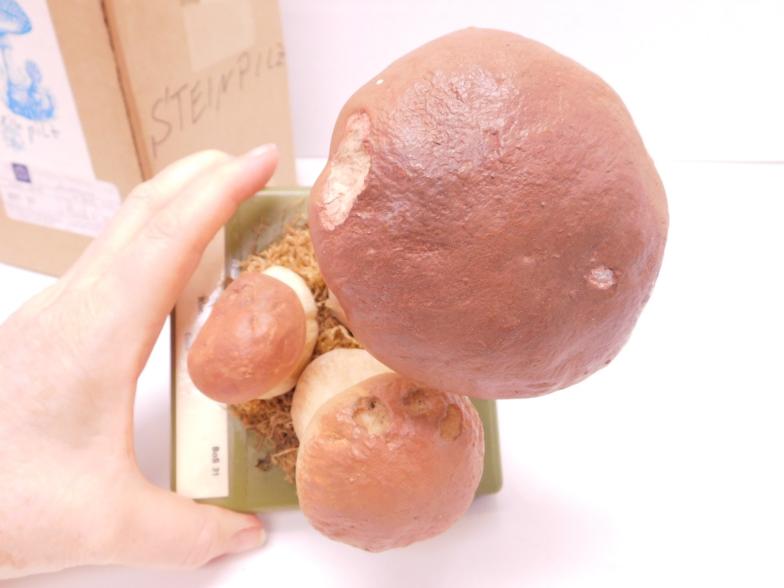VTG SOMSO Steinpilz Mushroom Educational Model Germany Herrenpilz Stone w Box