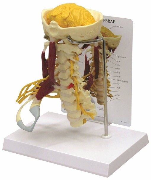 GPI Model #1720 Deluxe Muscled Cervical Vertebrae – Anatomical Model