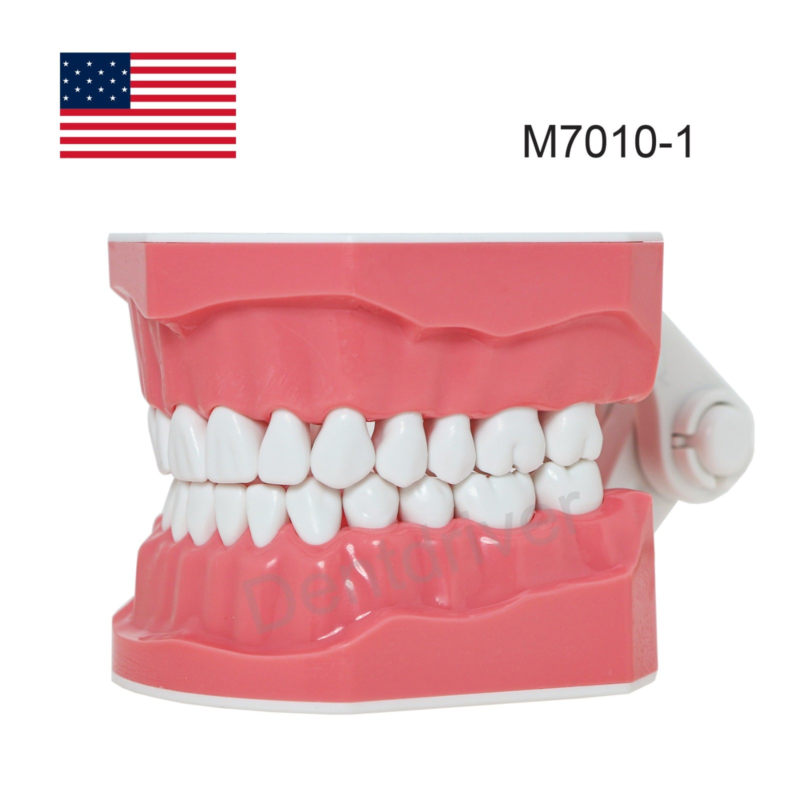 US M7010 Series Typodont M7010-1 Hygiene/M7010-2 Orthodontic Bracket Teeth Model