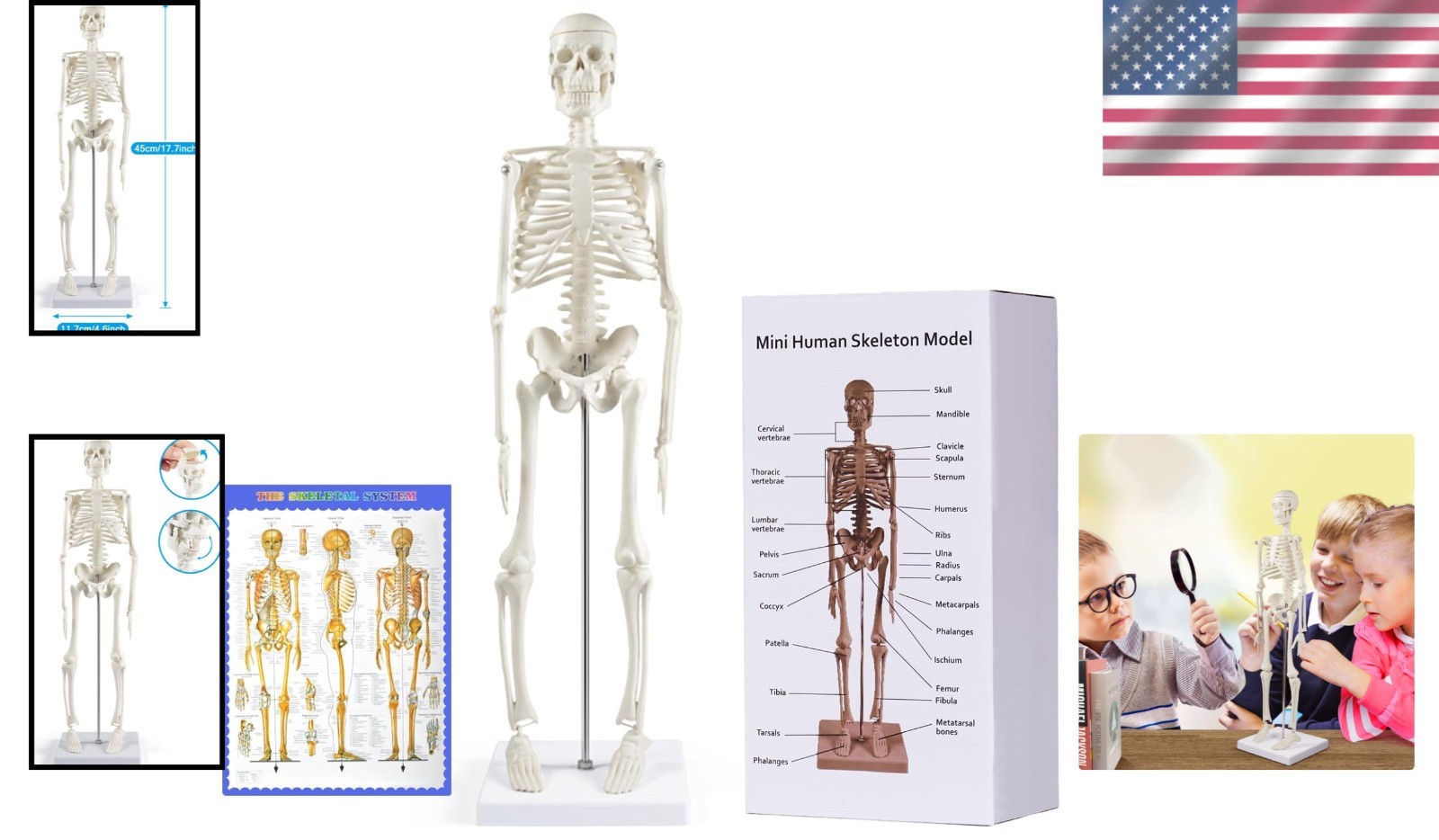 17” Anatomical Skeleton Model with Movable Arms Ideal for Teaching & Display