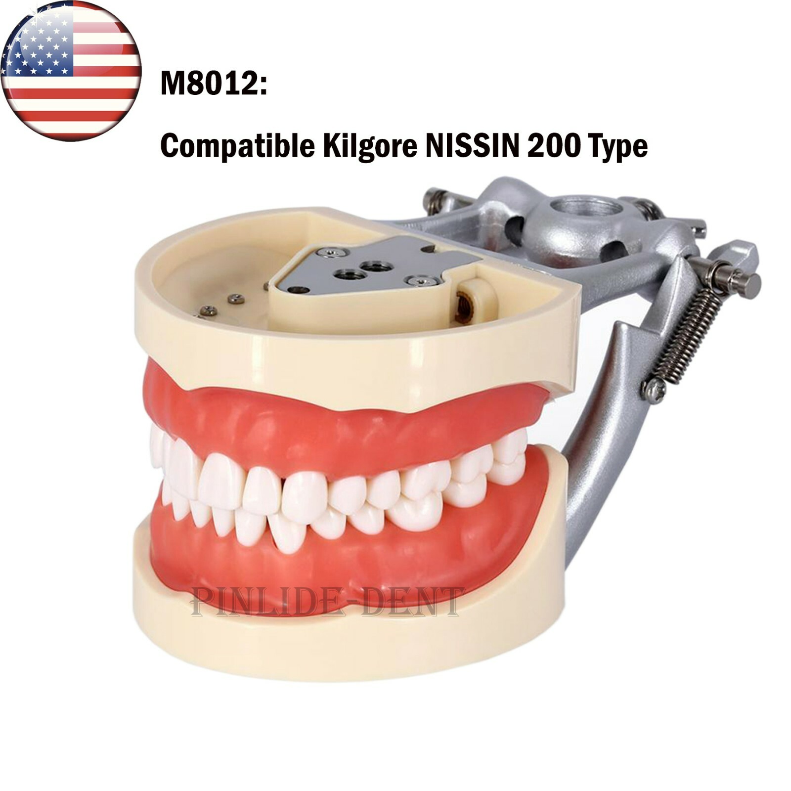 Dental Kilgore NISSIN Type 28/32 Pcs Teeth Typodont Model With Removable Teeth