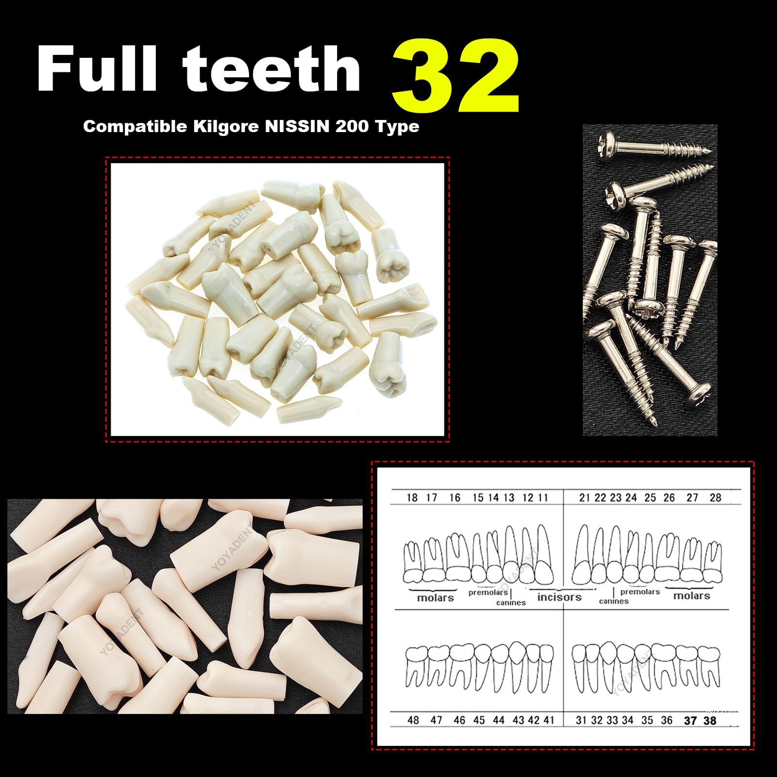 Dental Typodont Replacement Screw-in Teeth Model fit Kilgore NISSIN 200/500 Type