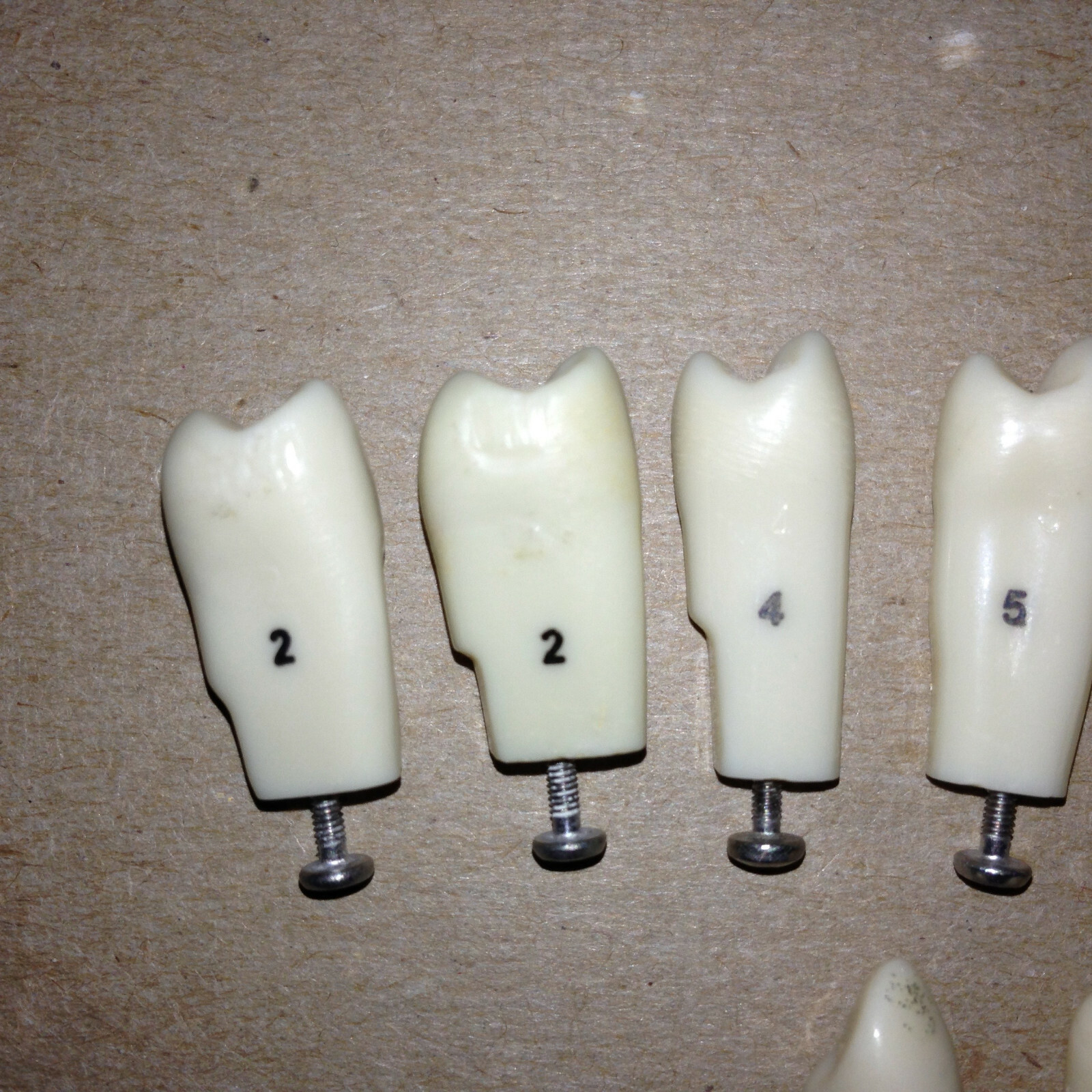 Typodont Teeth Lot Of 10 #s 2 4 5 7 8 9 21 Unumbered (2) Dental School Lab