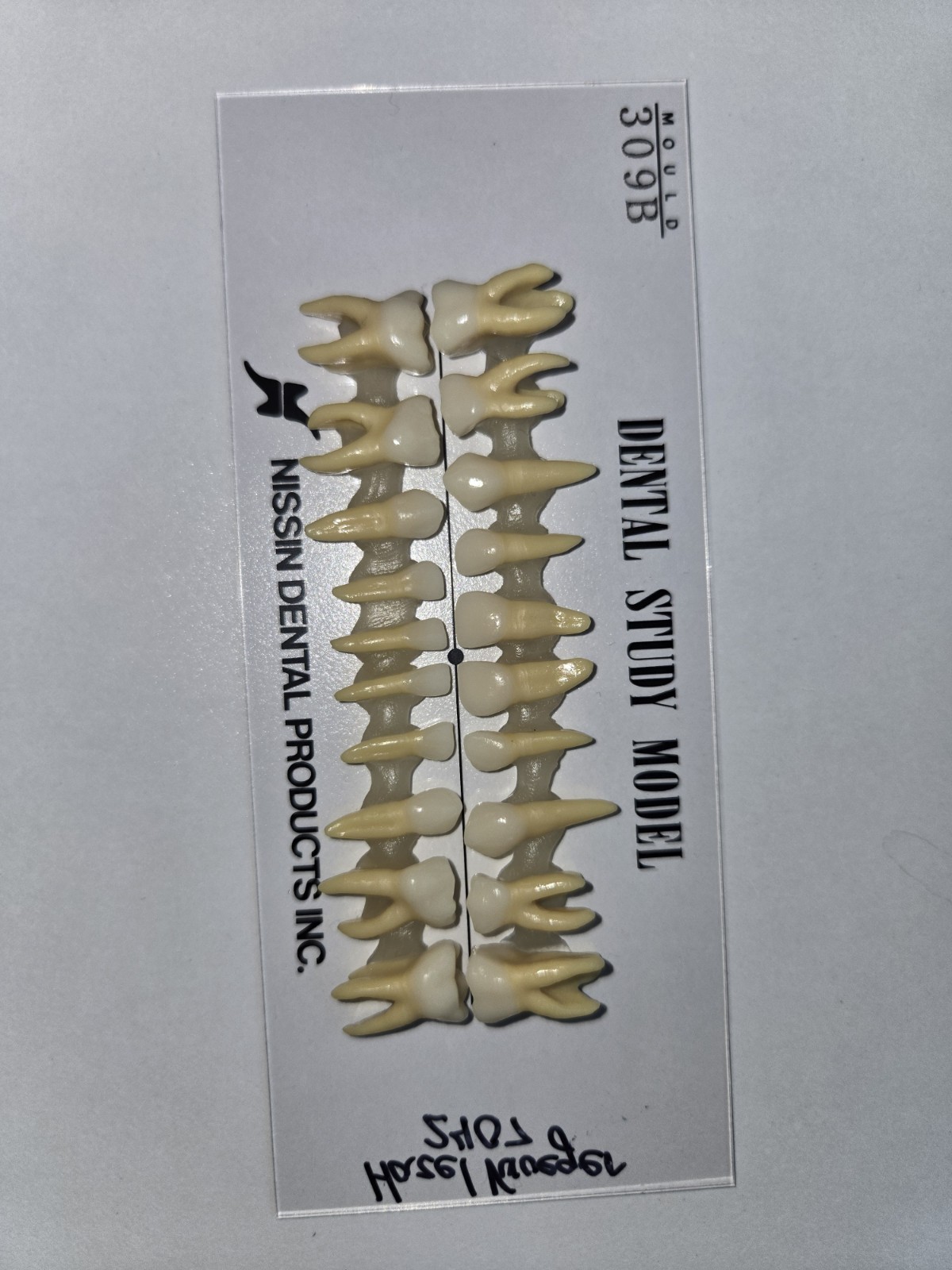 NISSIN Dental Model Juvenile Teeth Model Number B4-309B(20S)