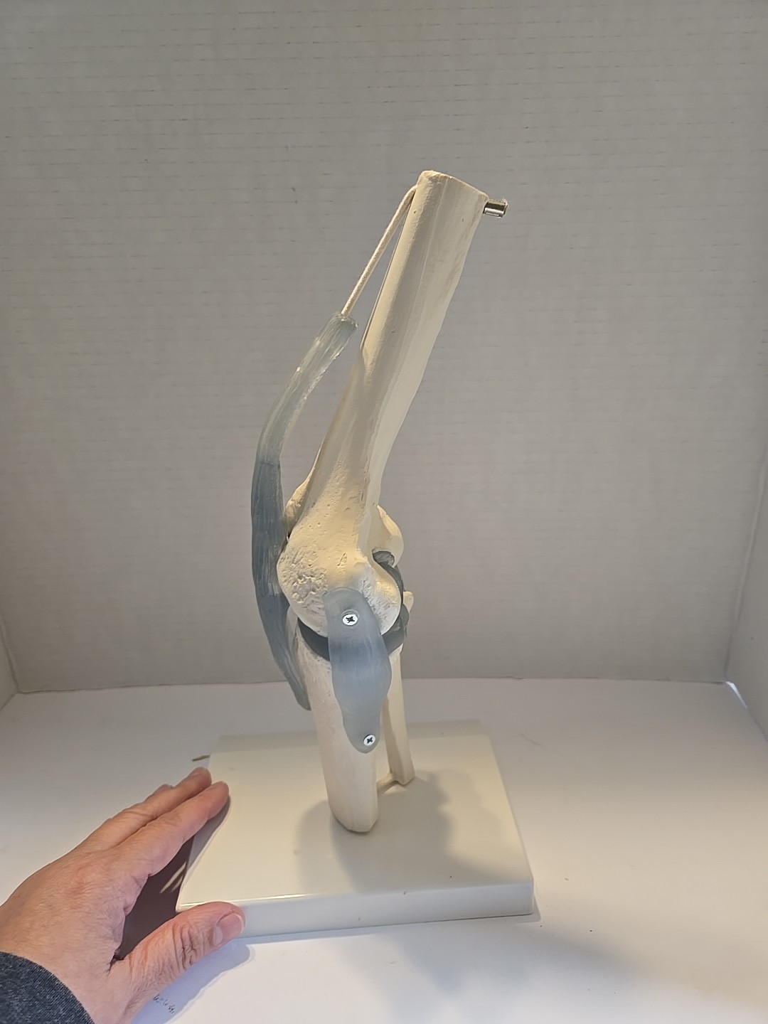 1:1 Life Size Knee Joint Anatomy Models Medical Anatomy Science Humans Skeleton