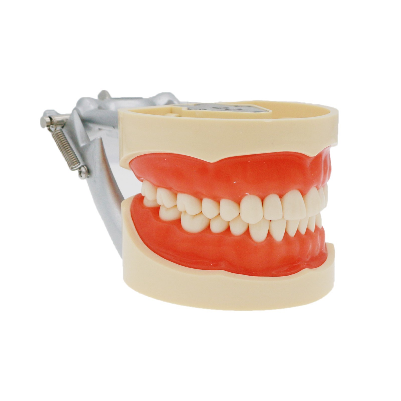 US Dental Typodont Model Mounting Pole Compatible with Columbia/Kilgore/Nissin