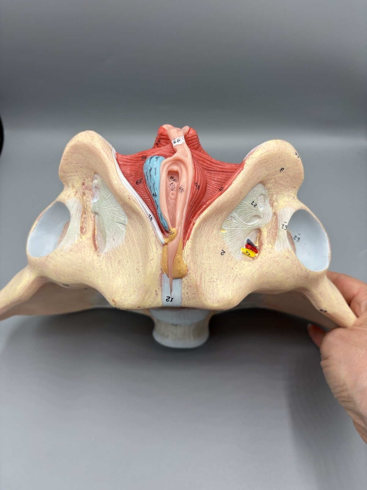 Female Pelvis Model with Pelvic Floor Muscles Perineal Model All in One Femal…