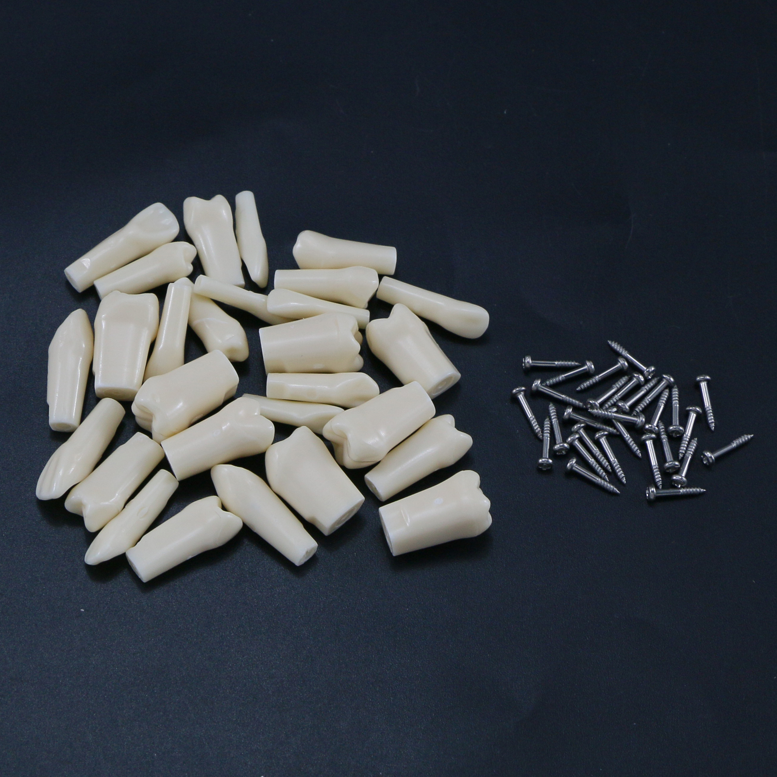 US Dental Replacement Typodont Teeth Set of 28 Teeth for Kilgore Nissin 200