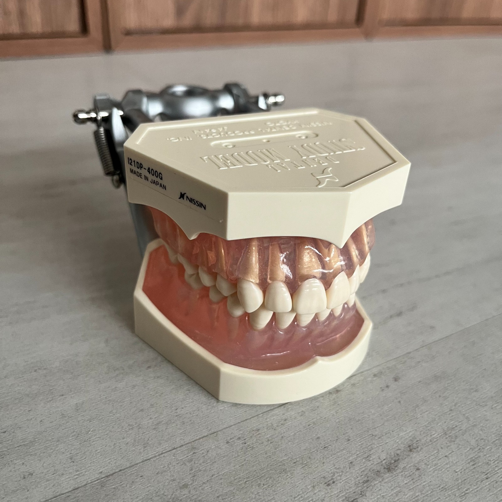 Dental Typodont Removable Teeth Model Nissin model i21DP-400G