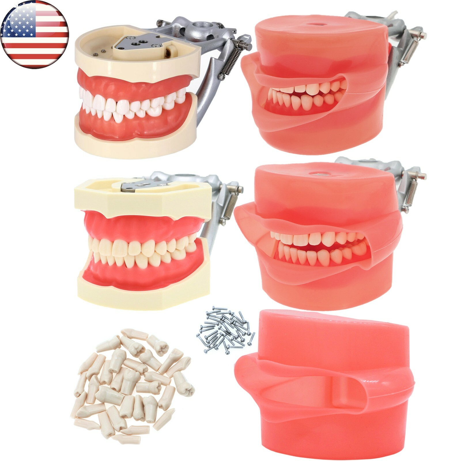 Dental Kilgore NISSIN Type 28/32 Pcs Teeth Typodont Model With Removable Teeth