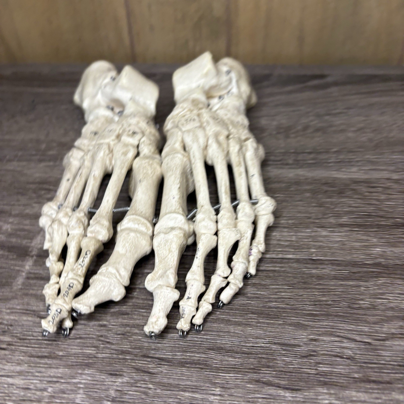 VTG Foot Feet Skeleton Anatomical Model Left Right Adult Podiatrist Med Student