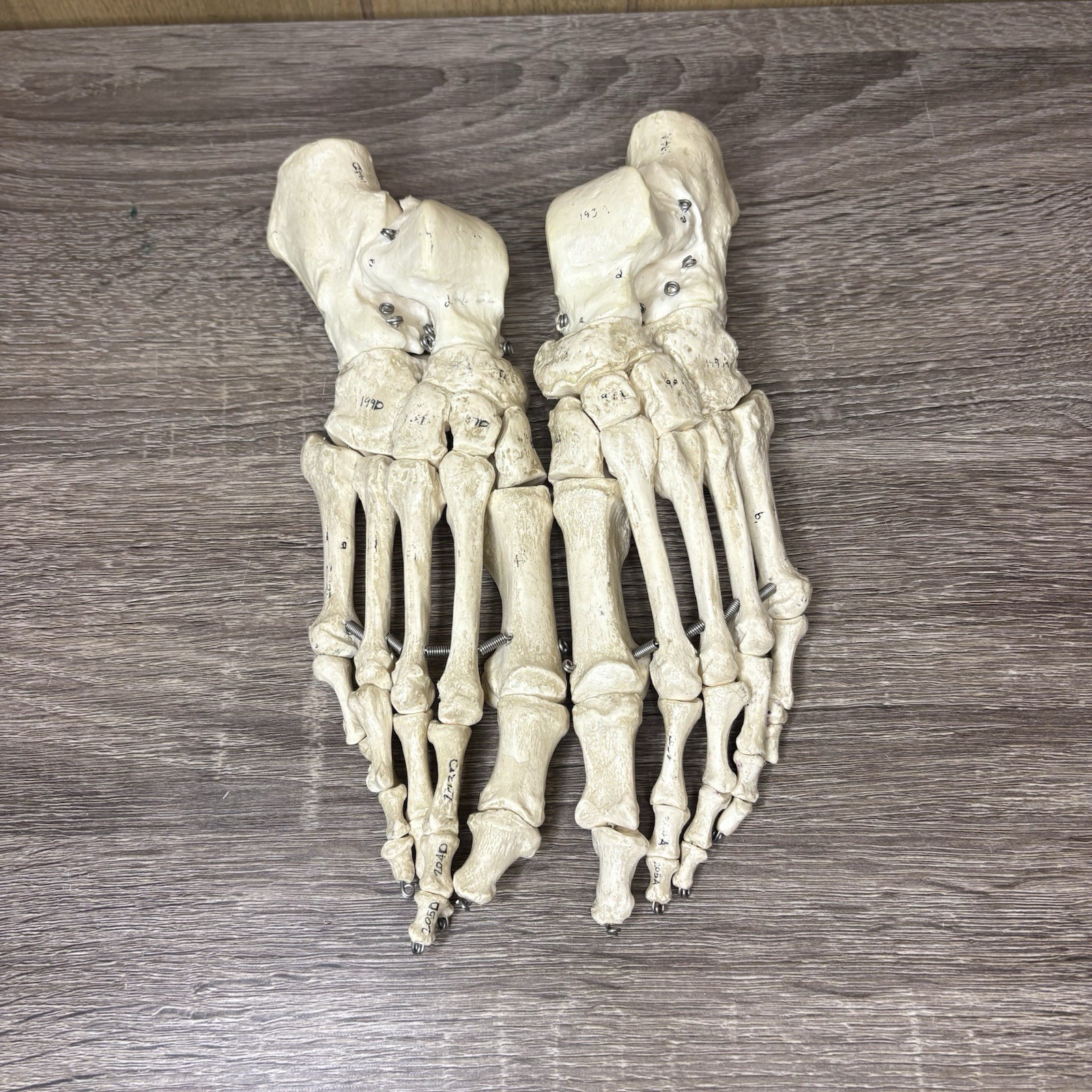 VTG Foot Feet Skeleton Anatomical Model Left Right Adult Podiatrist Med Student