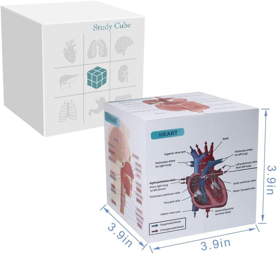Póster de anatomía en bloques de 9,9 cm para estudiantes medicina sobre anatomía