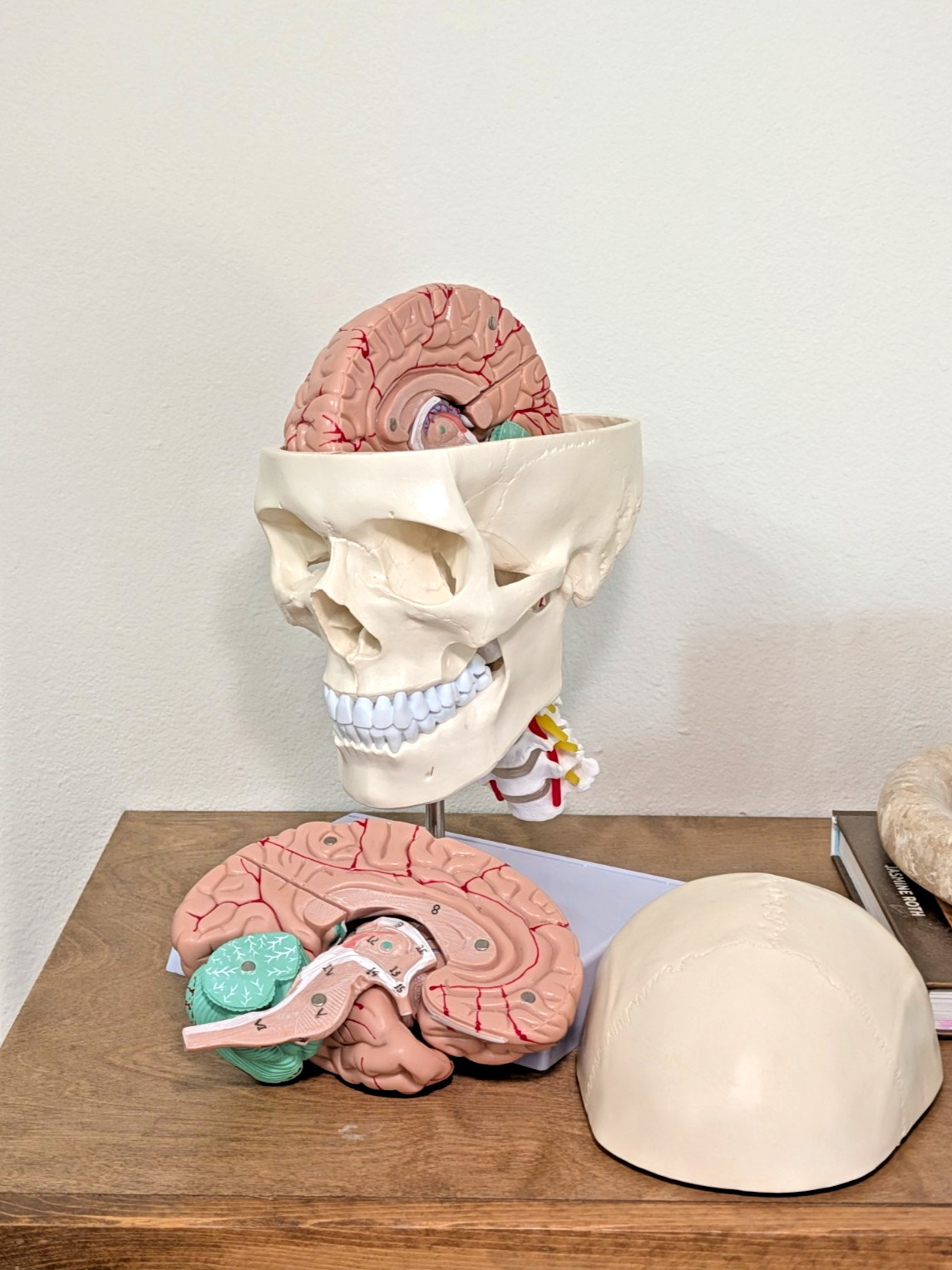 Human Skull with Brain and Cervical Vertebra Anatomical Model Life-Size Anatomy