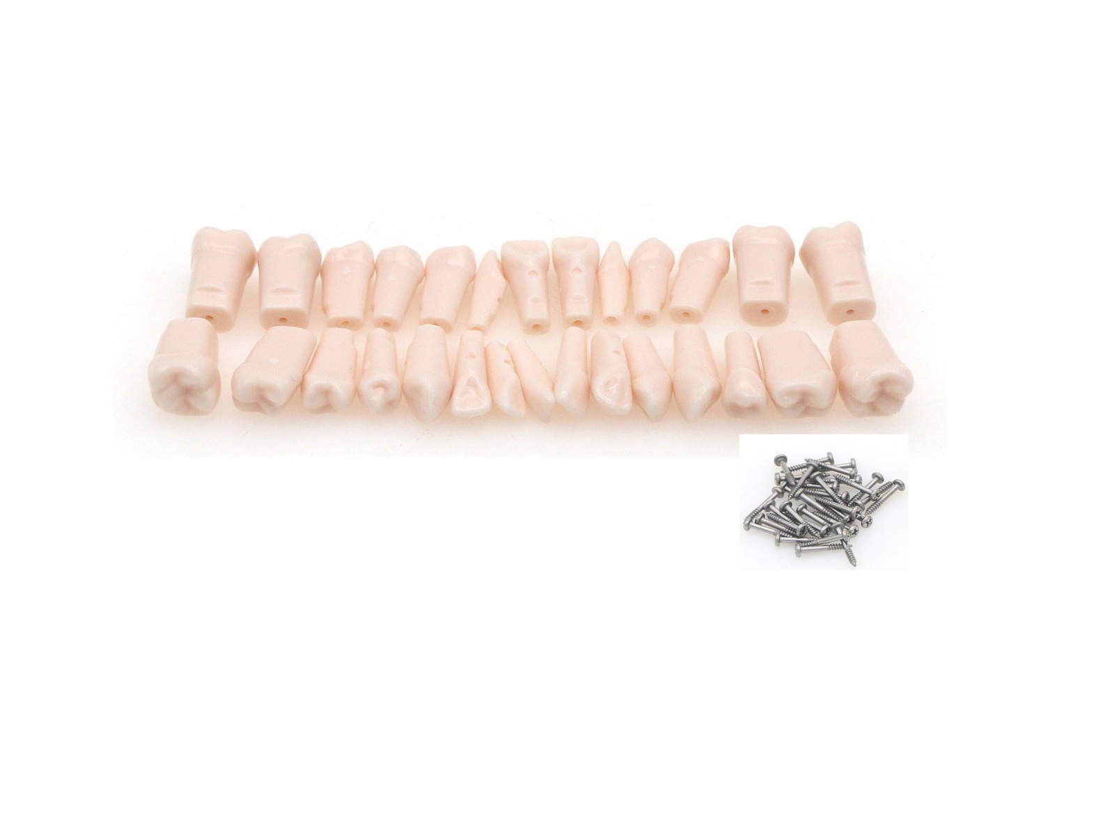 US Kilgore nissin 500 Dental 28 Teeth Model Replace Teeth typodont mounting pole