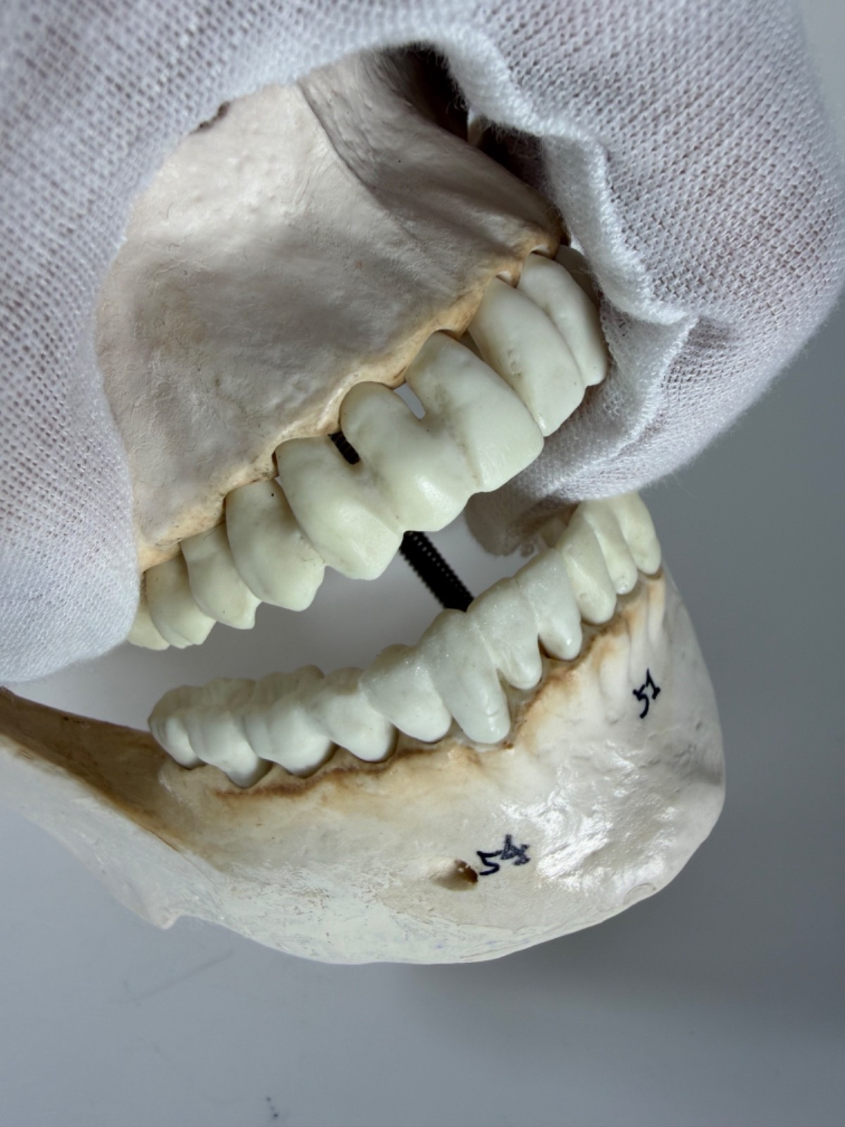 Walter Products Inc. B10221 Numbered Human Skull 3-Parts