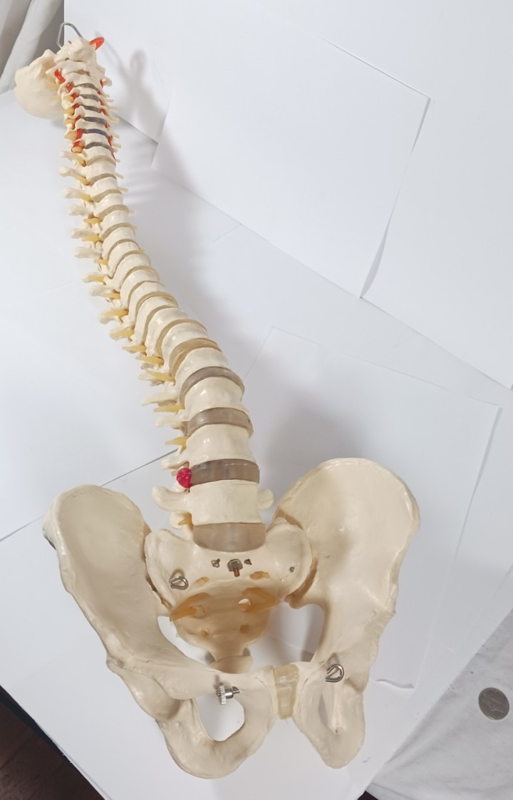 Life-Size Human Spine Model w/ Pelvis & Nerves – Anatomy Medical Study