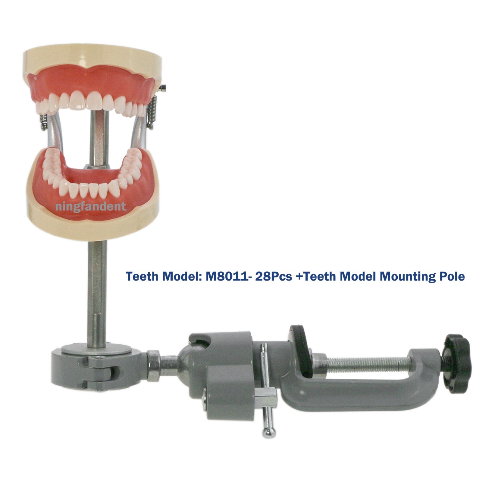 US Kilgore nissin 500 Dental 28 Teeth Model Replace Teeth typodont mounting pole