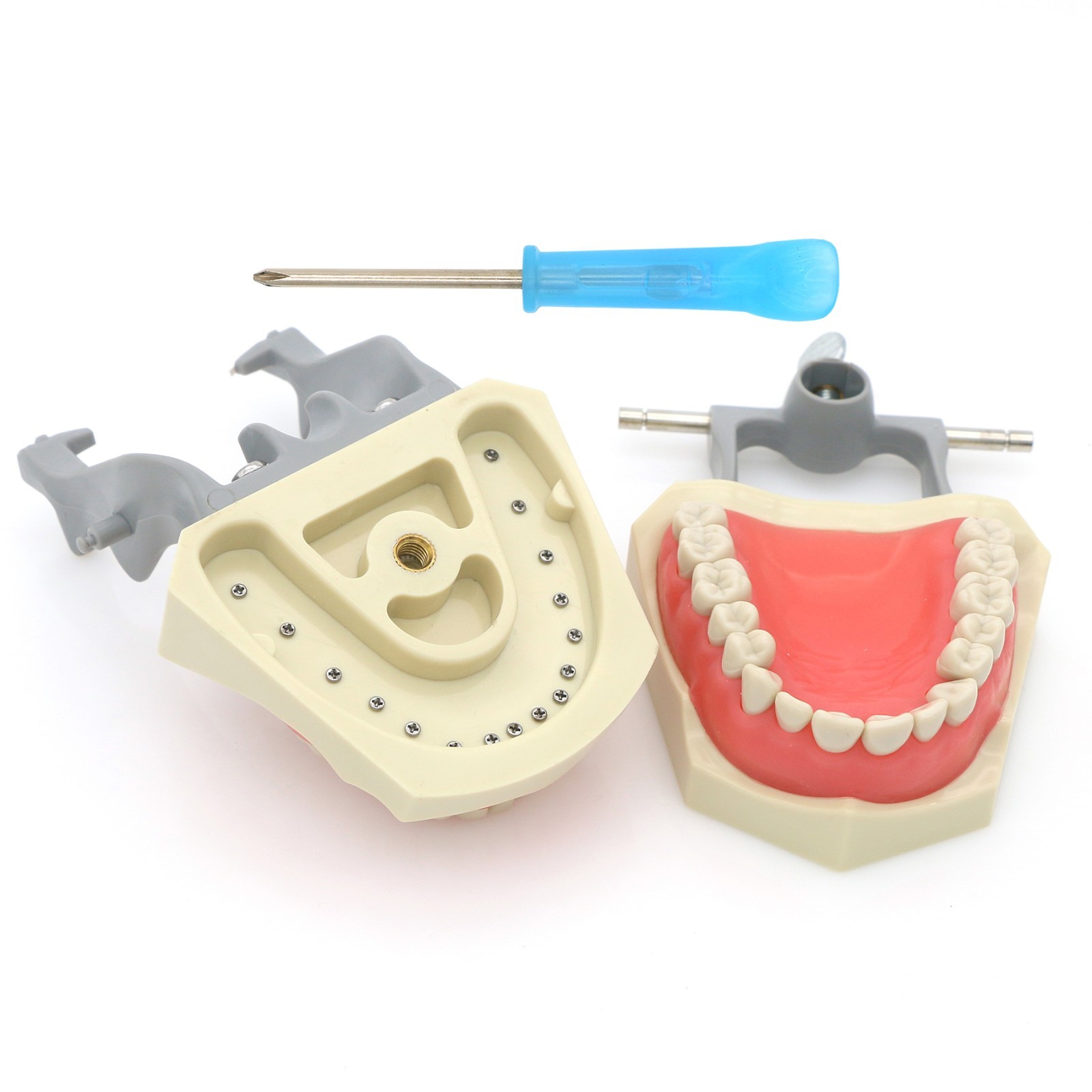 US Dental Typodont Teeth Models fit Kilgore NISSIN 200/500 Type & Columbia 860