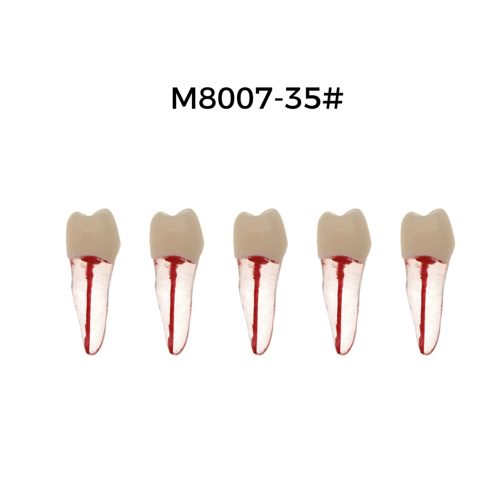 5Pcs Dental Endodontic Root Canal RCT Practice Pulp Cavity Endo Teeth Tooth 8007