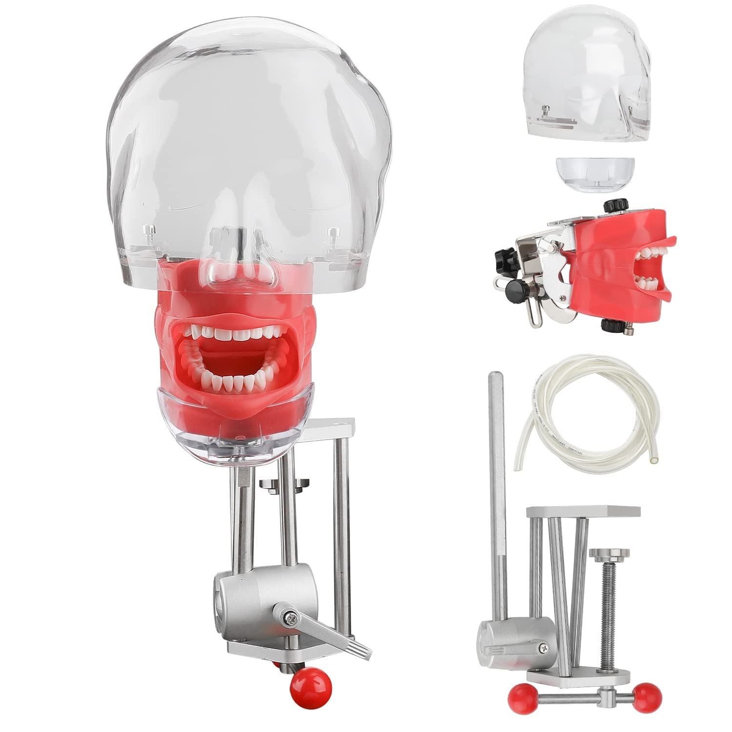 New Dental Simulator Mannequin Head Teeth Model Typodont Model &Teeth Mount Pole