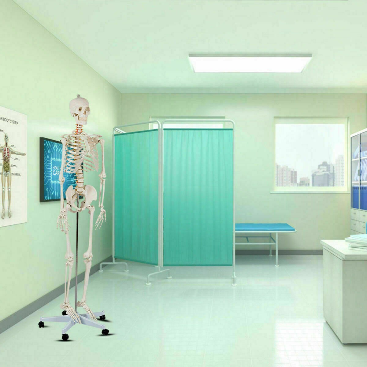 New Life Size Human Anatomical Anatomy Skeleton Medical Model, Stand