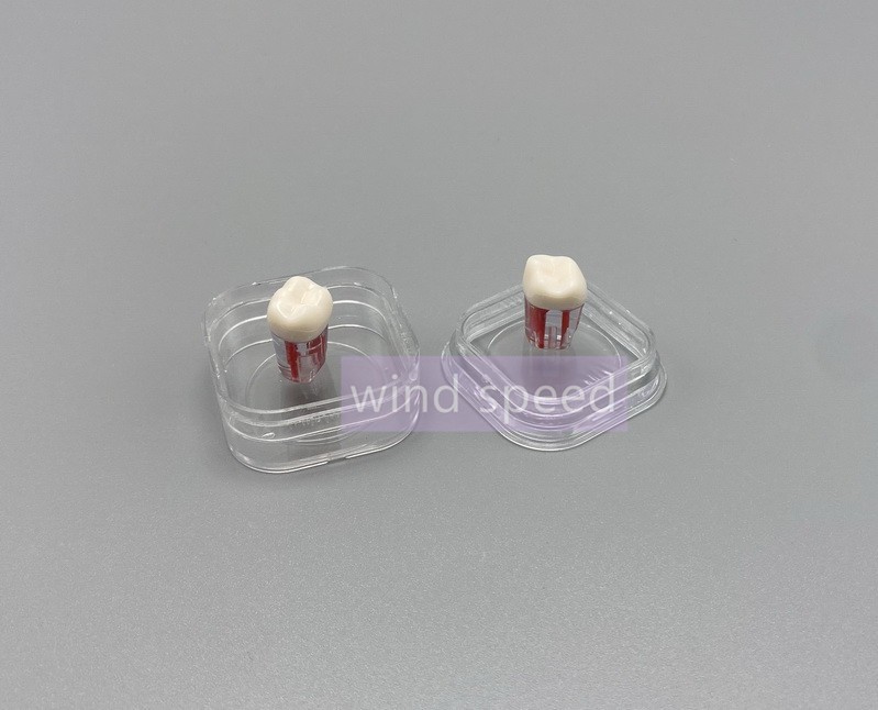 Denture False Inlay Teeth Membrane Case Box Fragile Hinged Display Jewelry Boxes
