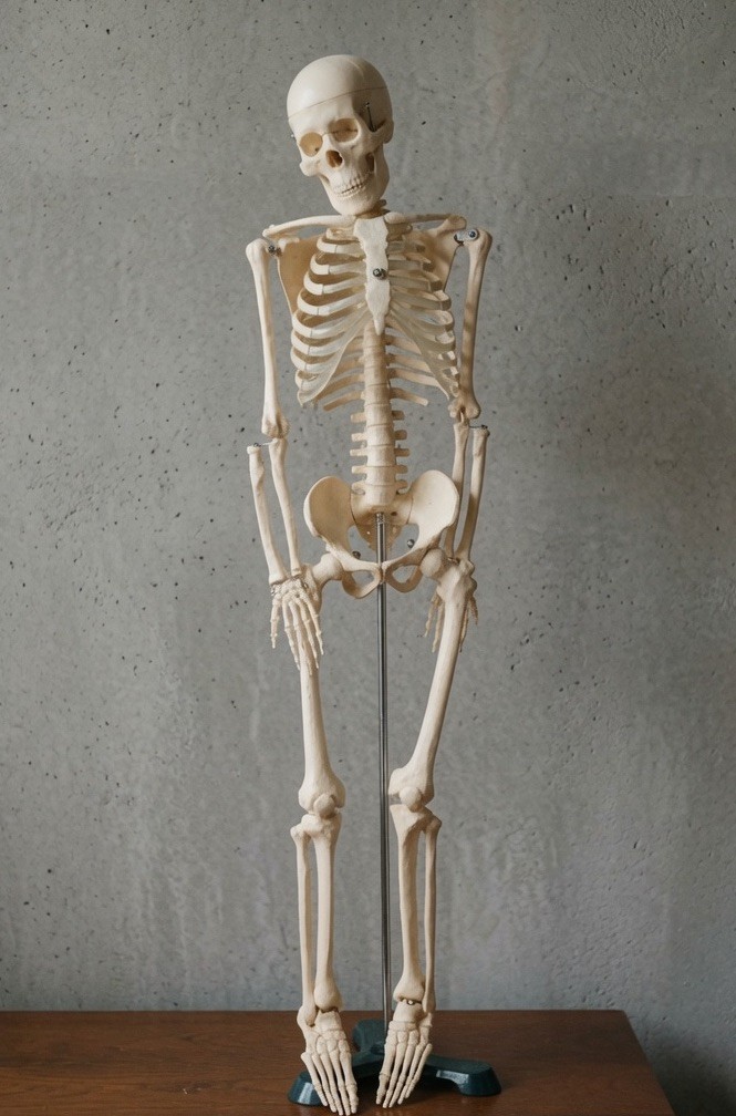 Human Anatomical Anatomy 33.5” Flexible Plastic Skeleton Medical Teaching Model