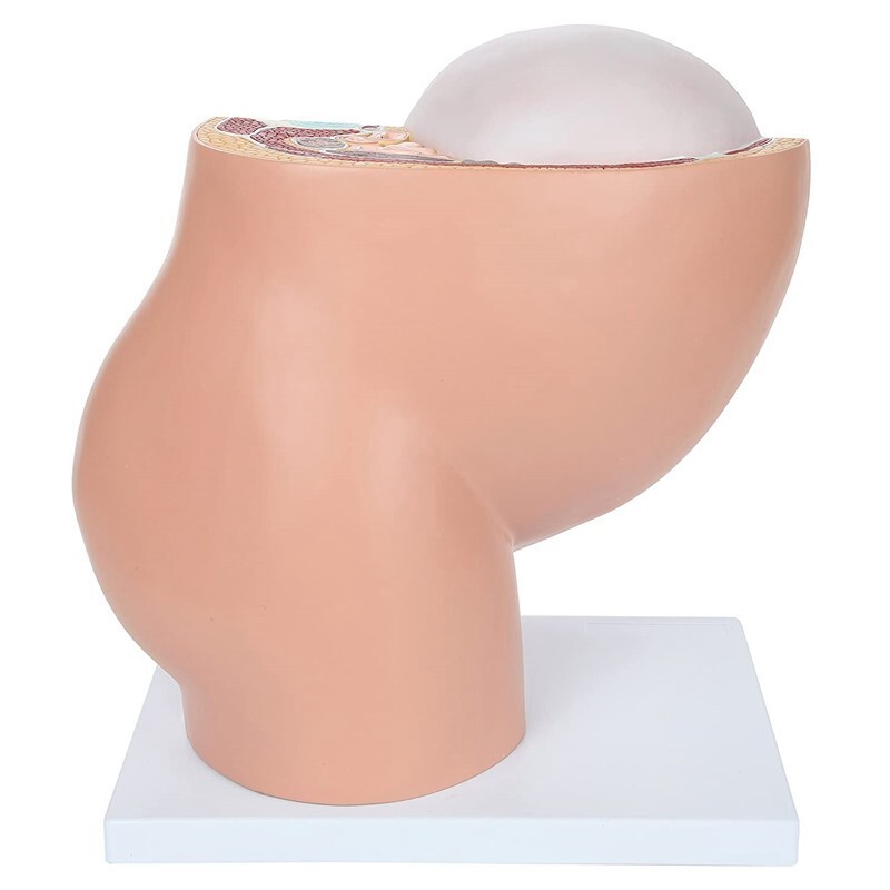 Fetus Pregnancy Anatomy Of The Placenta Model Teaching Tools Pregnancy Medical
