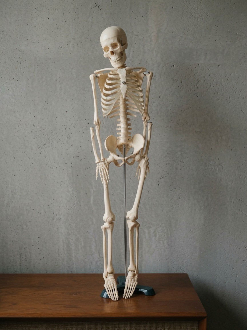 Human Anatomical Anatomy 33.5” Flexible Plastic Skeleton Medical Teaching Model