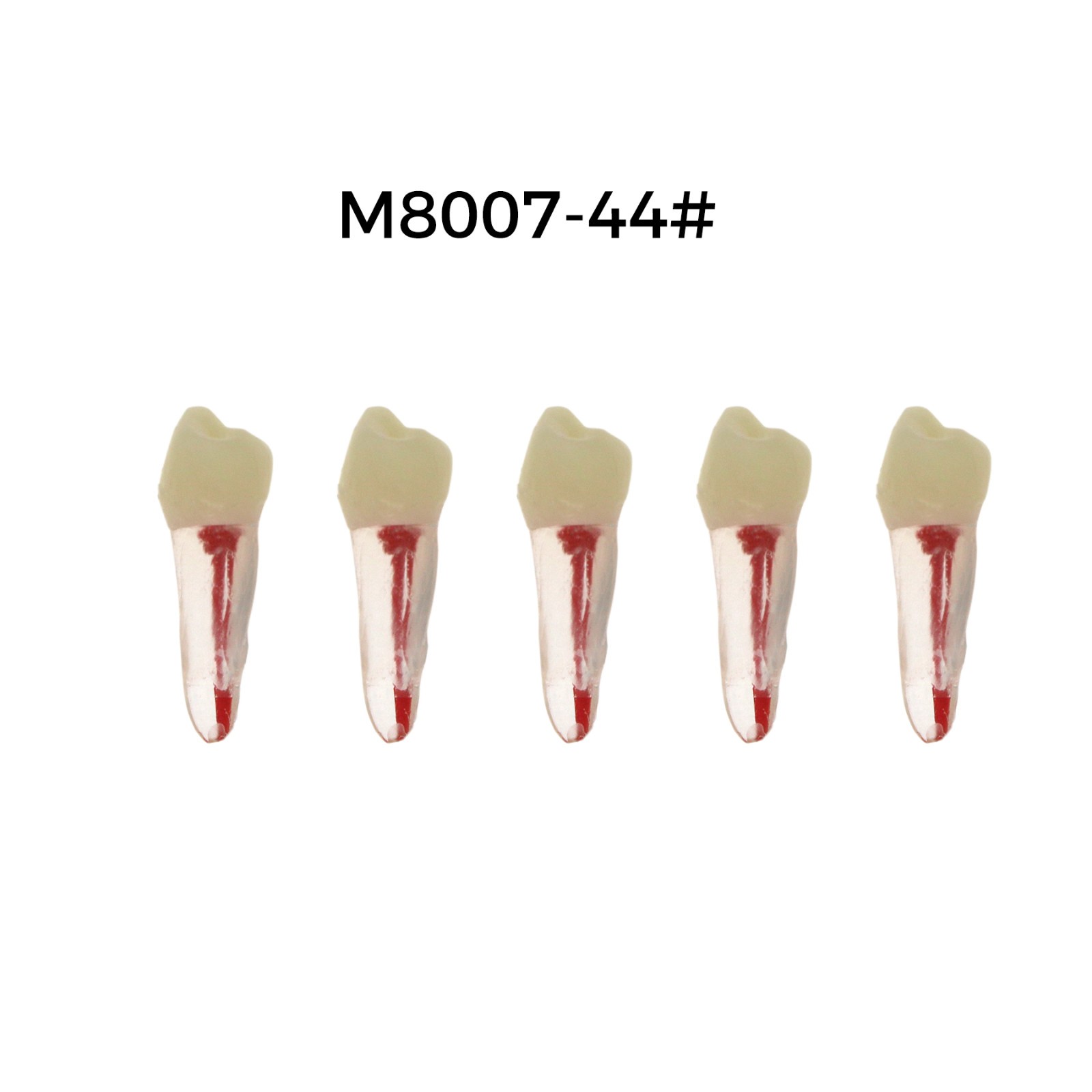 5Pcs Dental Endodontic Root Canal RCT Practice Pulp Cavity Endo Teeth Tooth 8007