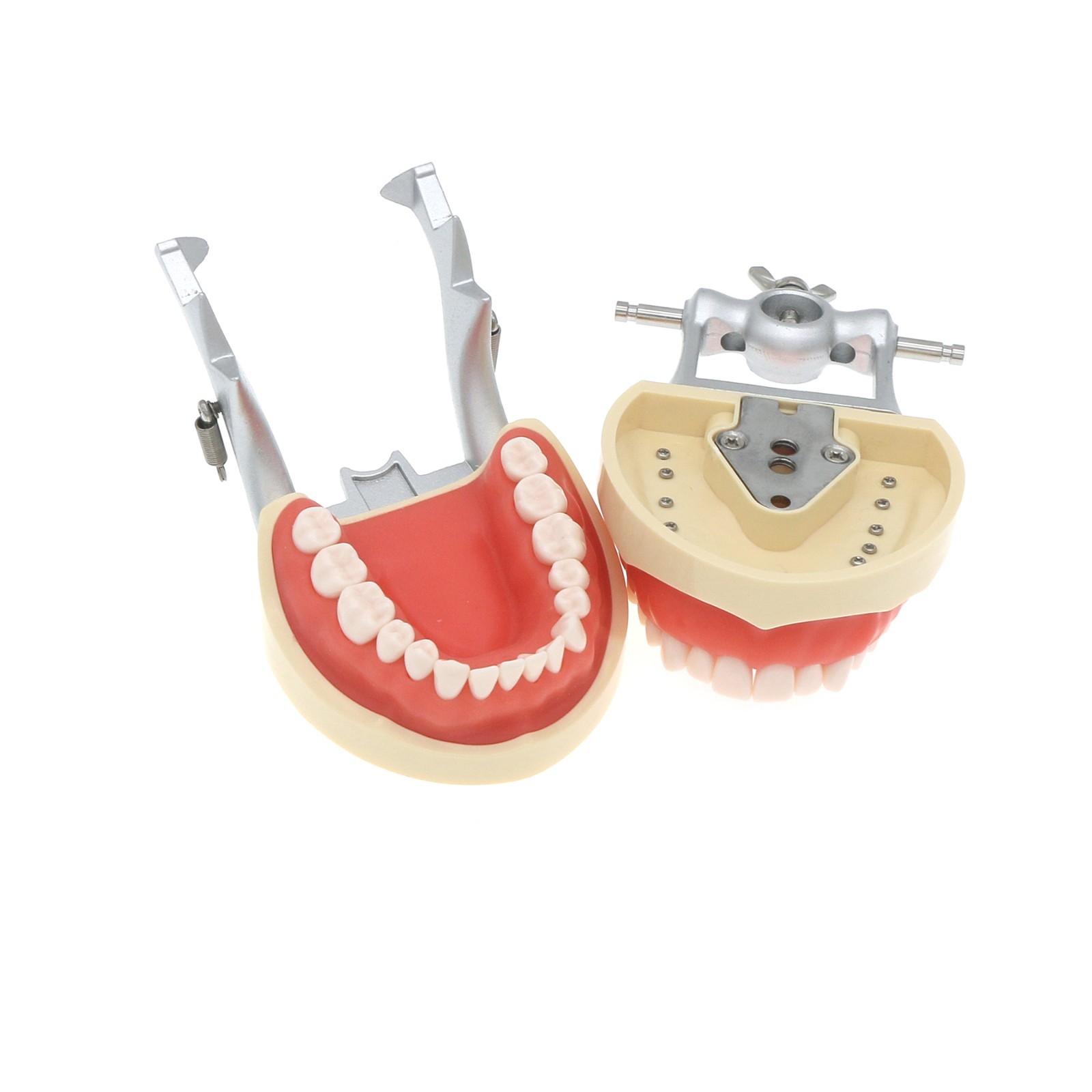 Dental 200 Type Typodont Model With Removable Teeth fit Kilgore NISSIN M8012