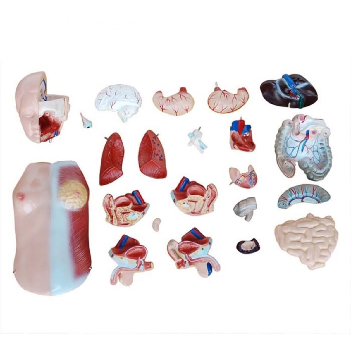 Human Torso Anatomical Model 45 cm Human Body Anatomical Human Teaching Model