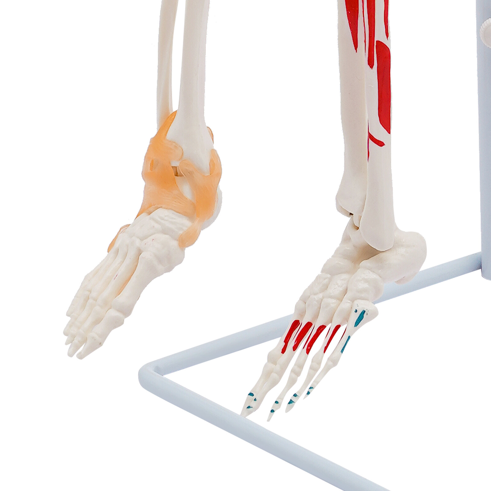 34″ Hanging Style Human Skeleton Model For Doctors’ Office or Anatomy Classroom