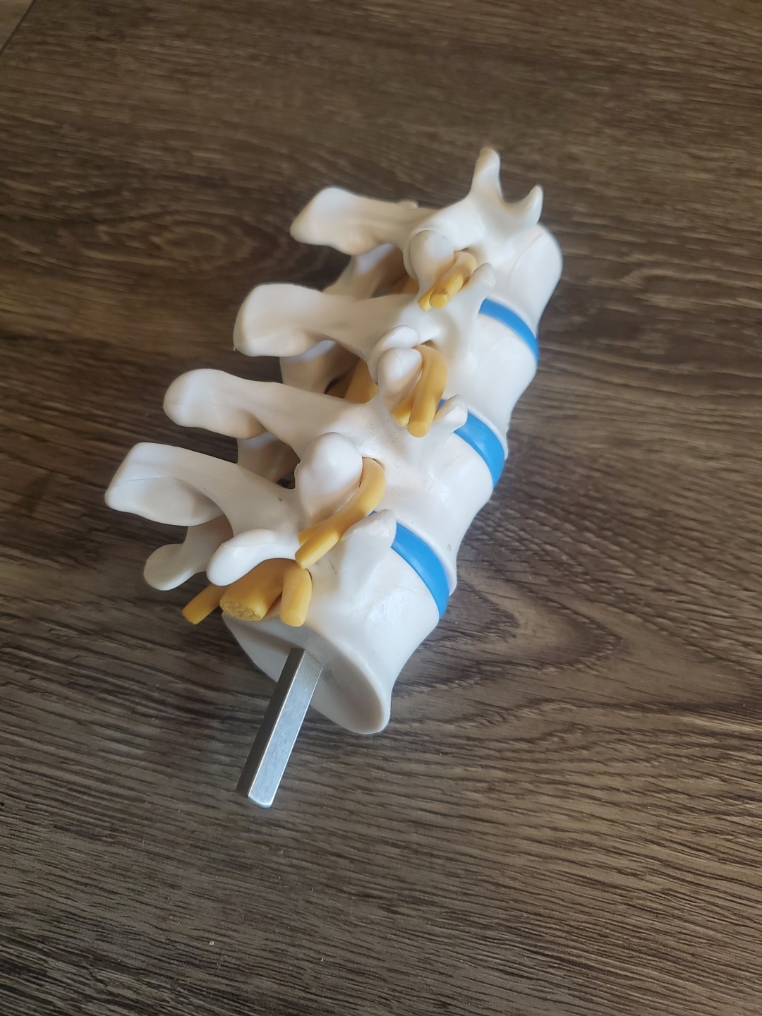 Human Foot Spine Skeleton Model, Life Size Medical Anatomy Foot and Ankle