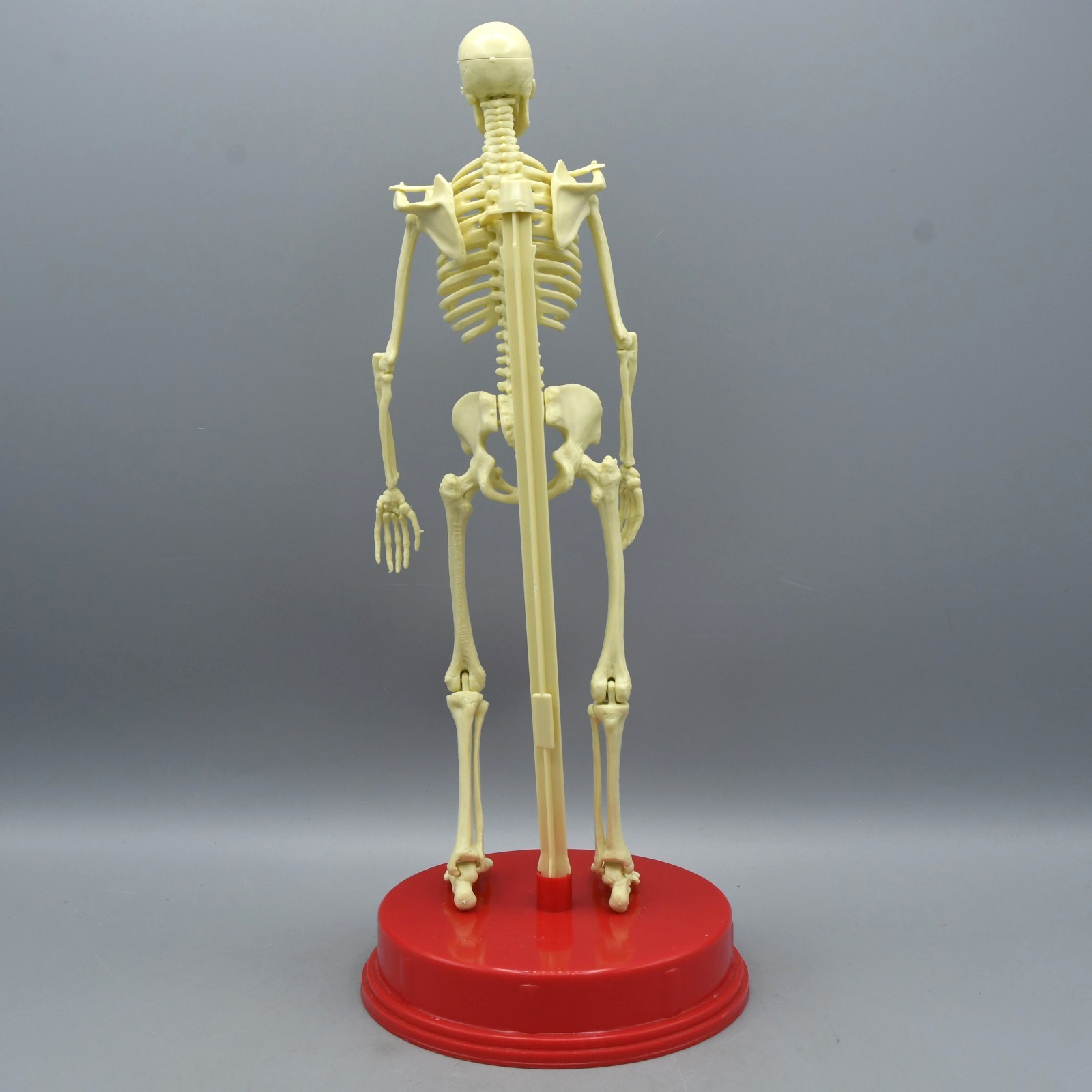 Human Skeleton Model Vintage 1991 Plastic Halloween Anatomy Science Home School